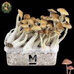 Cambodian Magic Mushroom Growkit