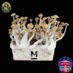 Magic Mushroom Growkit Mazatapec