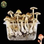 Mexican Magic Mushroom Growkit