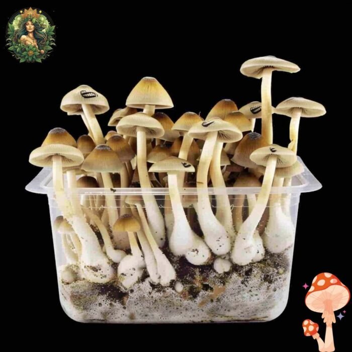 Mexican Magic Mushroom Growkit
