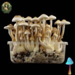 Mexican Magic Mushroom Growkit
