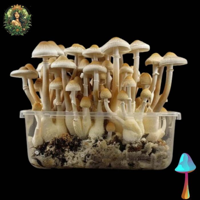 Mexican Magic Mushroom Growkit