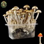 Mexican Zauberpilze Growkit