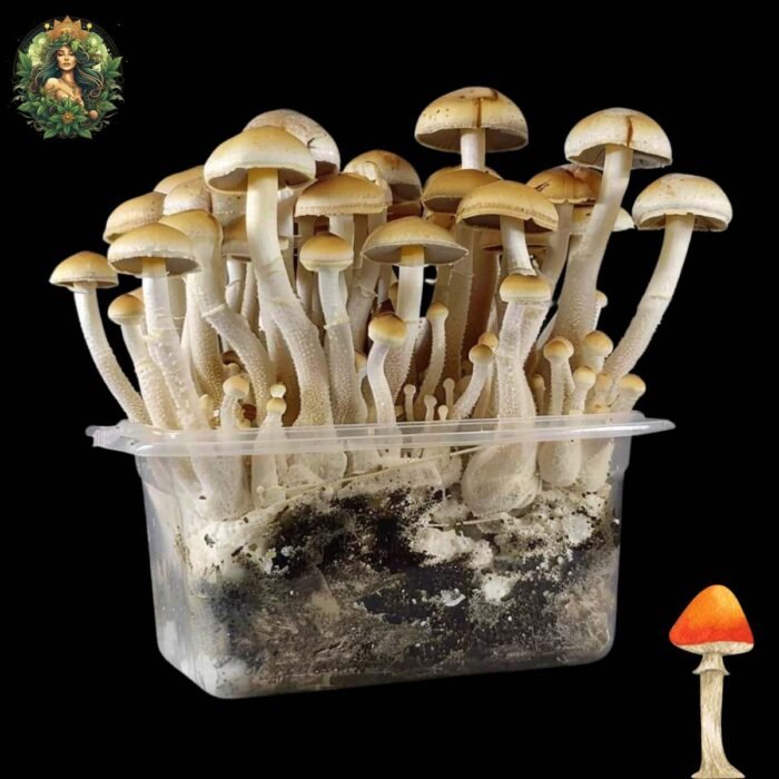 Mexican Zauberpilze Growkit
