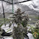 Permanent Marker Cannabis Stecklinge