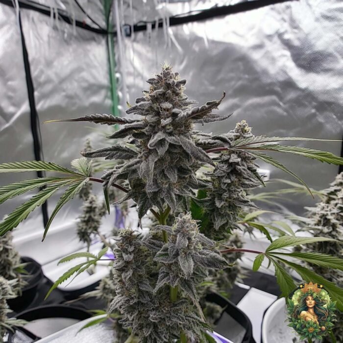 Permanent Marker Cannabis Stecklinge