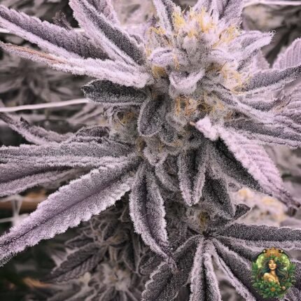Animal Tsunami Cannabis Strains