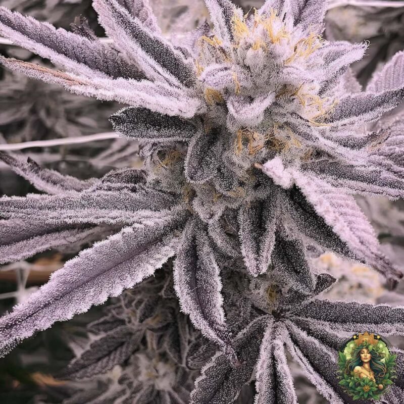 Animal Tsunami Cannabis Strains