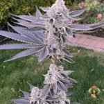 Animal Tsunami Strains - Jungle Boy