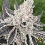 Animal Tsunami Strains