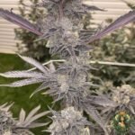 Animal Tsunami Strains