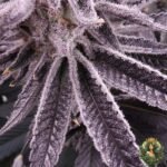 Animal Tsunami Strains - Jungle Boy