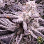Animal Tsunami Strains - Jungle Boy