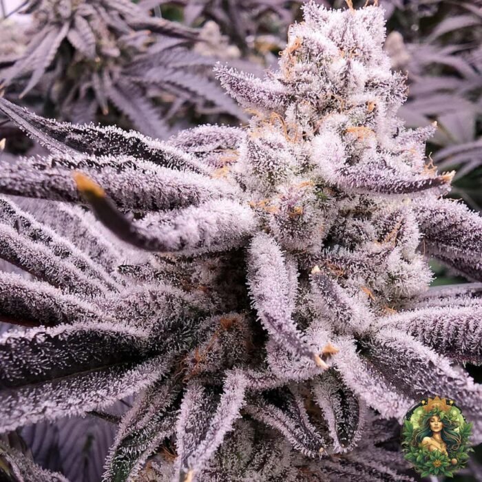 Animal Tsunami Strains - Jungle Boy