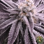 Animal Tsunami Strains - Jungle Boy