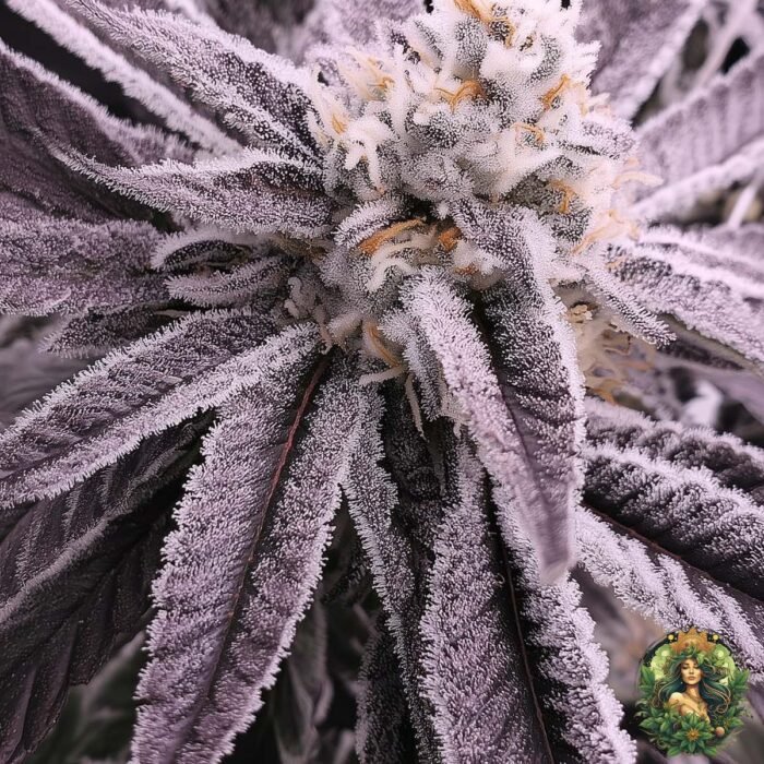 Animal Tsunami Strains - Jungle Boy