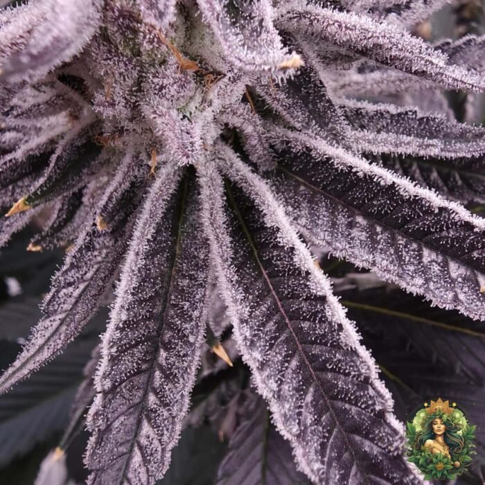 Animal Tsunami Strains - Jungle Boy