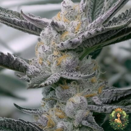 Apple Fritter Lumpys Cut