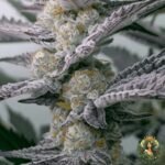 Apple Fritter Stecklinge