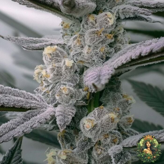 Apple Fritter Strains