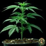 Critical Kush Cannabis Stecklinge