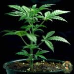 Critical Kush Cannabis Stecklinge