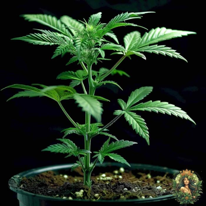 Critical Kush Cannabis Stecklinge