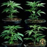 Critical Kush Cannabis Stecklinge