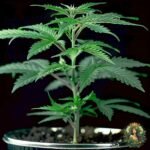 Dantes Inferno #8 Cannabis Stecklinge