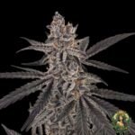 Dantes Inferno #8 Cannabis Stecklinge