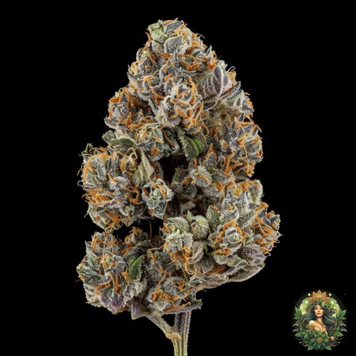 Dantes Inferno #8 Cannabis Stecklinge