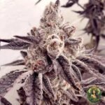 Dantes Inferno #8 Strain