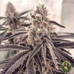 Dantes Inferno #8 Strain