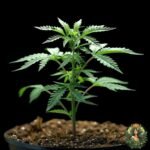 Gorilla Glue Cannabis Stecklinge