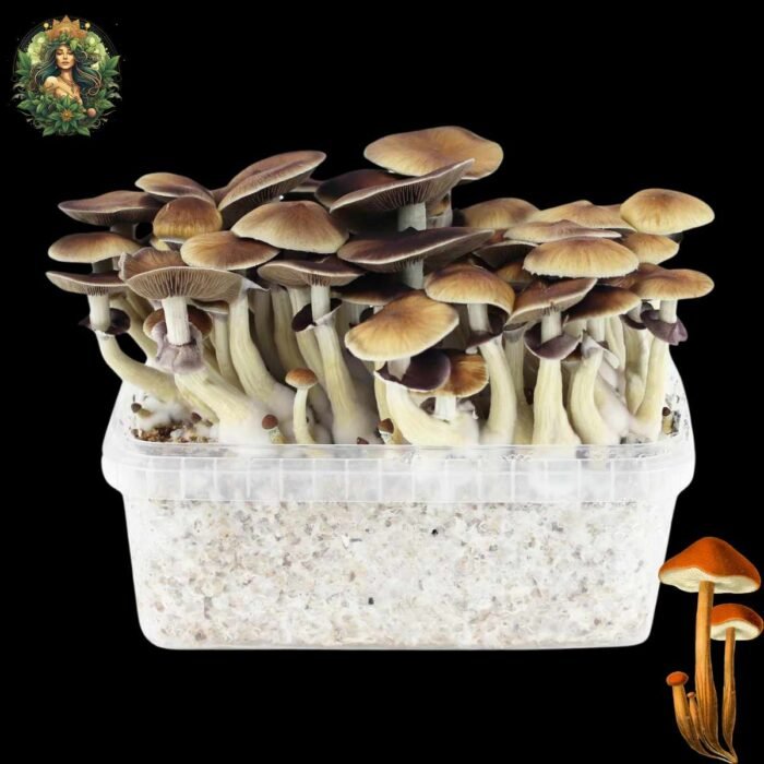 B+ Magic Mushroom Growkit - All In One Zuchtset