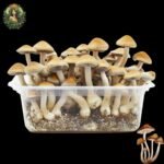 B+ Magic Mushroom Growkit - All In One Zuchtset