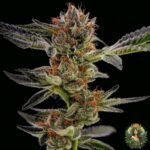 Gelato #45 Stecklinge