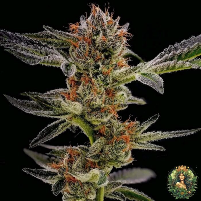 Gelato #45 Stecklinge