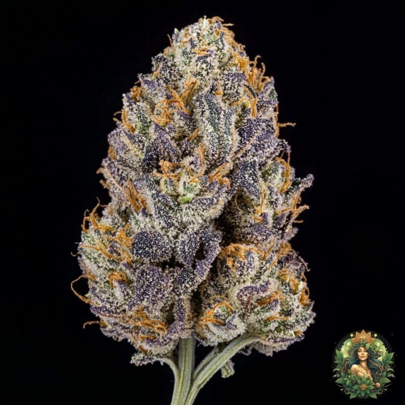 Gelato #45 - Seed Junky Genetics