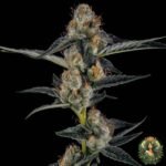 Gelato #45 Stecklinge