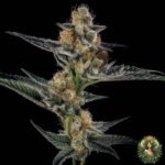 Gelato #45 Stecklinge