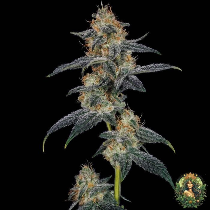 Gelato #45 Strain