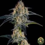 Gelato #45 Strains
