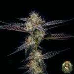Gelato #45 Strain