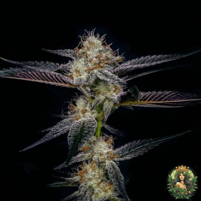 Gelato #45 Strain