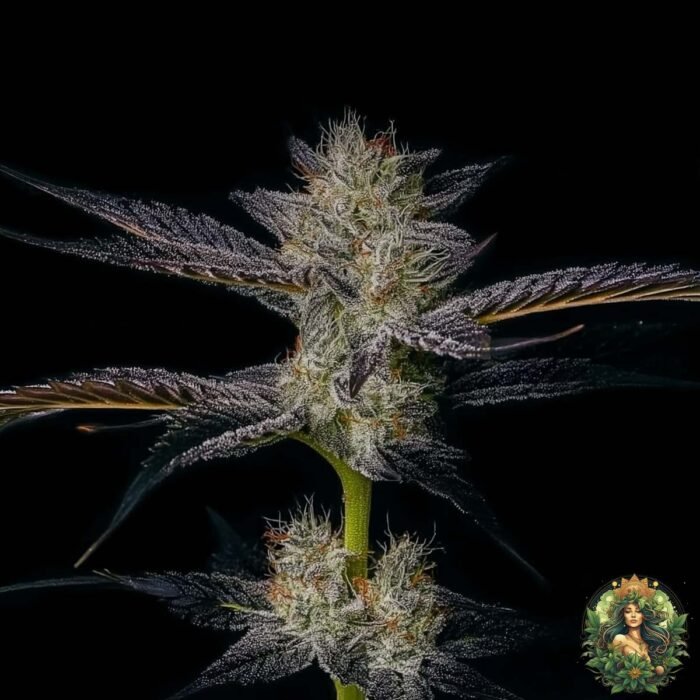 Gelato #45 Strain