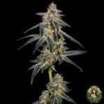 Gelato #45 Strains