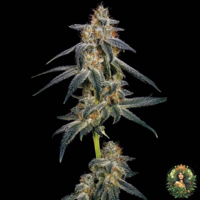 Gelato #45 Strains