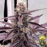 Colorado Nightshifter #11