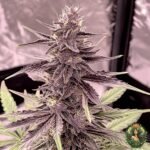 Colorado Nightshifter #11